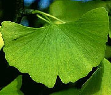 leaf