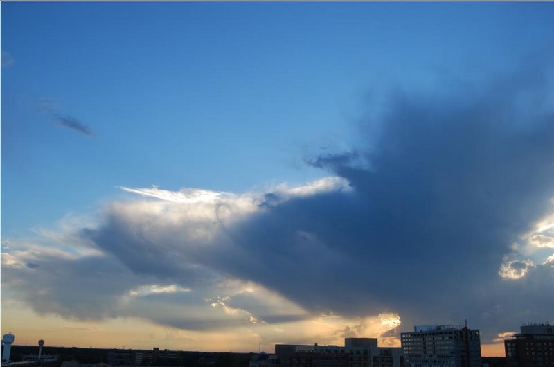 a bird shaped cloud