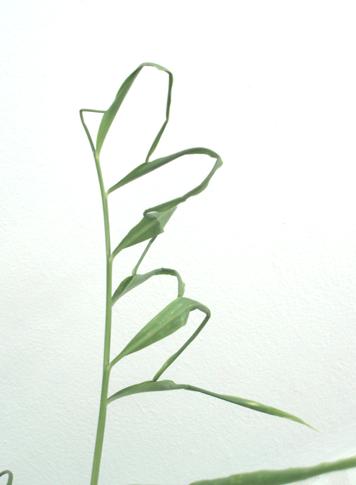 Ginger plant with six leaves linked to each other