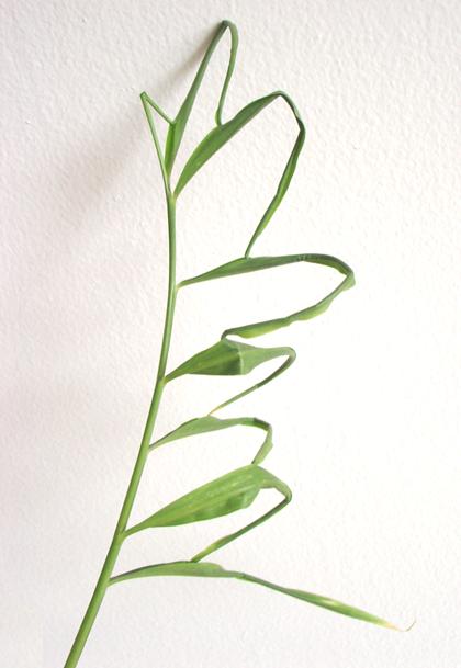 Ginger plant with seven leaves linked to each other