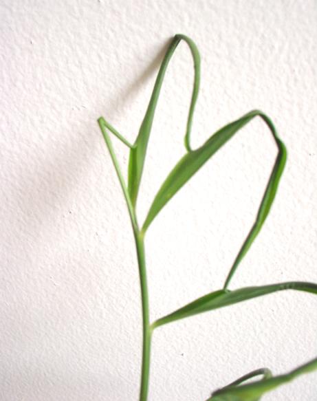 Ginger Plant Closeup